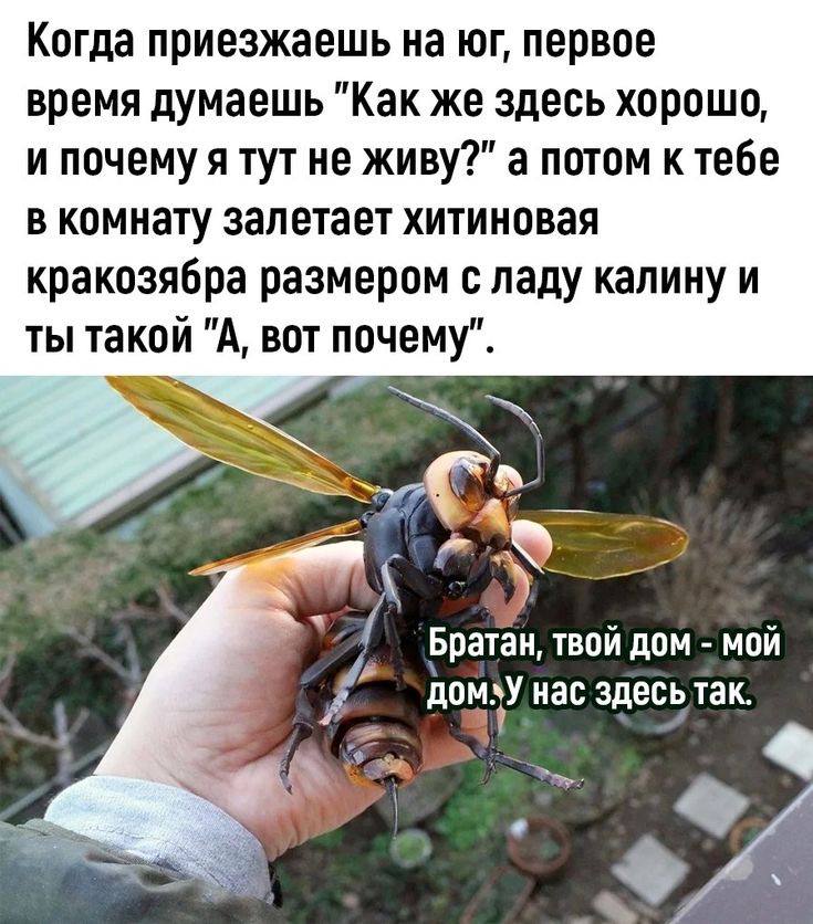 Когда приезжаешь первое время думаешь "Как же здесь хорошо и почему я тут не живу?" а потом к тебе в комнату залетает хитиновая кракозябра размером с ладу калину и ТЫ такой "А, вот почему". `Братан, т