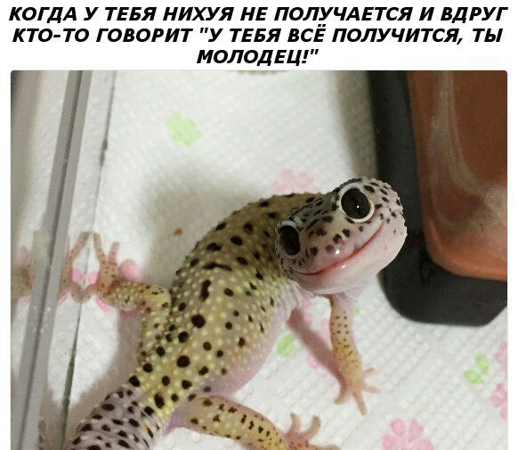 КОГДА У ТЕБЯ НИХУЯ НЕ ПОЛУЧАЕТСЯ И ВДРУГ КТО-ТО ГОВОРИТ "У ТЕБЯ ВСЁ ПОЛУЧИТСЯ, ТЫ МОЛОДЕЦ!" 4 4
