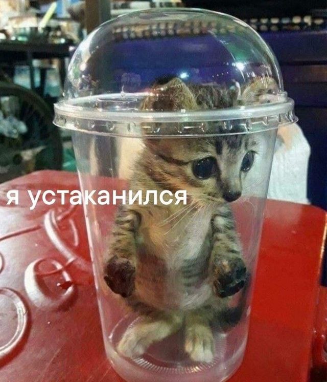 Я устаканился в