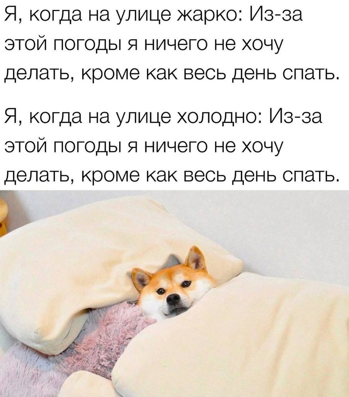 Я, когда на улице жарко: Из-за этой погоды я ничего не хочу делать, кроме как весь день спать. Я, когда на улице холодно: Из-за этой погоды я ничего не хочу делать, кроме как весь день спать. 7