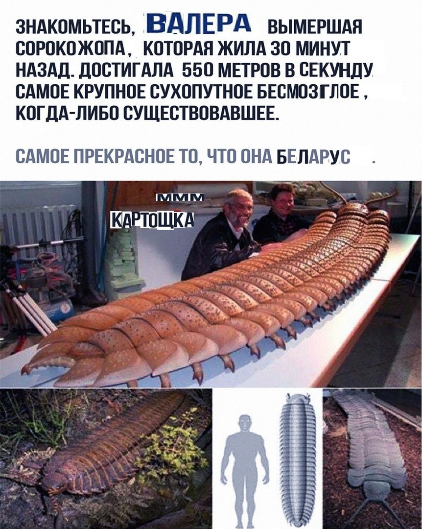 ВАЛЕРА ВЫМЕРШАЯ СОРОКОЖОПА, КОТОРАЯ ЖИЛА 30 МИНУТ НАЗАД. ДОСТИГАЛА 550 МЕТРОВ В СЕКУНДУ САМОЕ КРУПНОЕ СУХОПУТНОЕ БЕСМОЗГЛОЕ КОГДА-ЛИБО СУЩЕСТВОВАВШЕЕ. САМОЕ ПРЕКРАСНОЕ ТО, ЧТО ОНА БЕЛАРУС