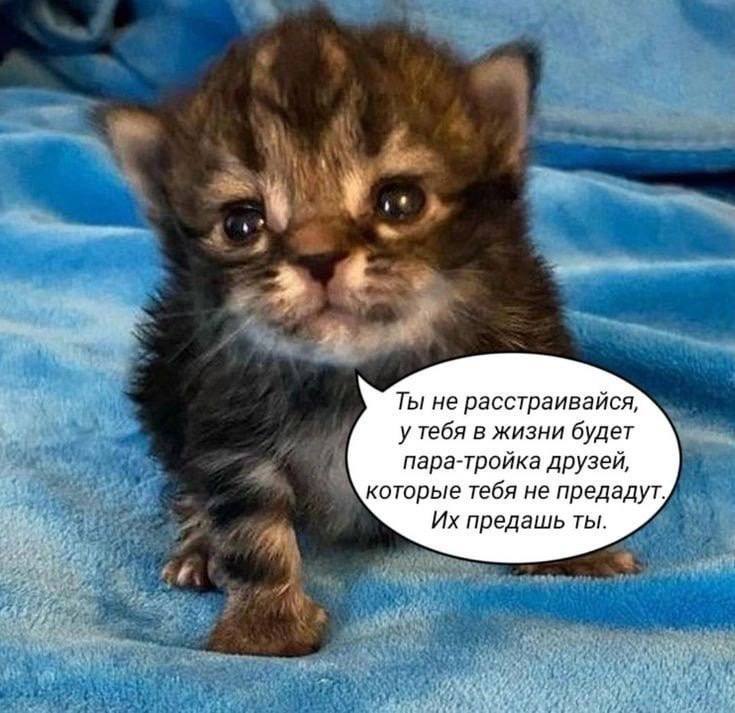 Ты не расстраивайся, у тебя в жизни будет пара-тройка друзей, которые тебя не предадут. предашь ты.