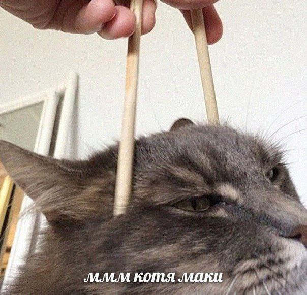 7 к котя маки.