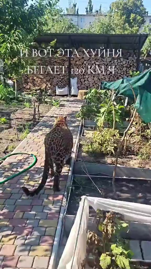 АИ ВОТГЭТА ХУЙНЯ: 2)