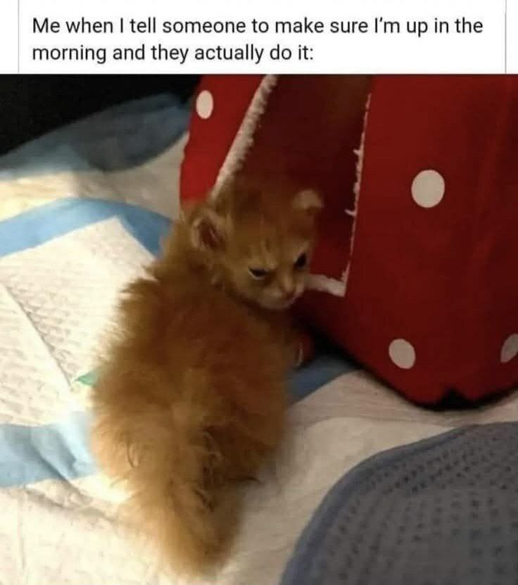 Me when tell someone to make sure up in the morning and they actually it: