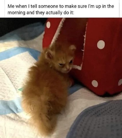 Me when tell someone to make sure up in the morning and they actually it: