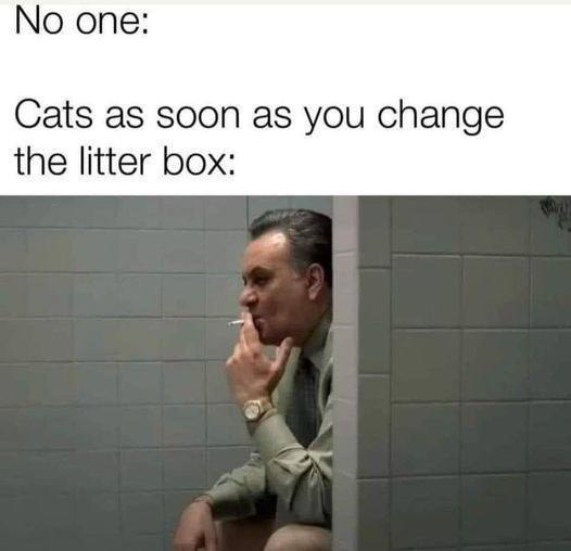 No one: Cats as soon as you change the litter box: 4