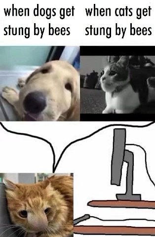 when dogs get when cats get stung bees stung bees