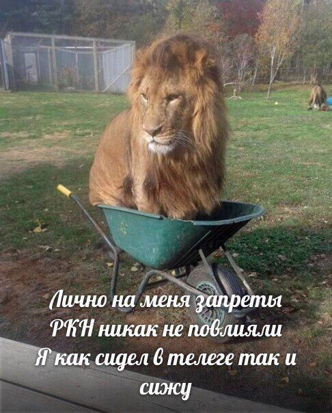 на меня запреты РИНникак не повлияли A как сидел 6 телеге так и сижу