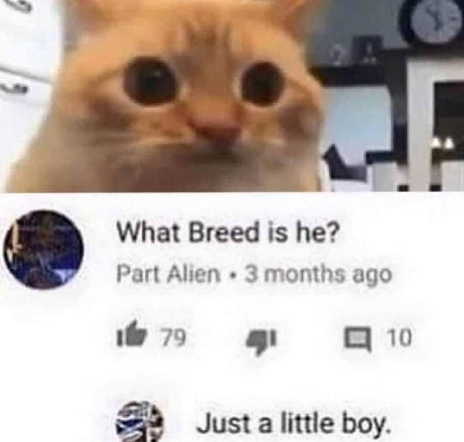 What Breed is Part Alien ago 79 С 10 Just a little boy.