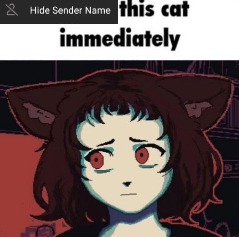 Hide Sender Мате is cat immediately