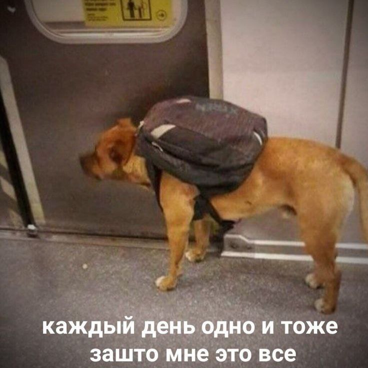 каждый день одно и тоже зашто мне это все