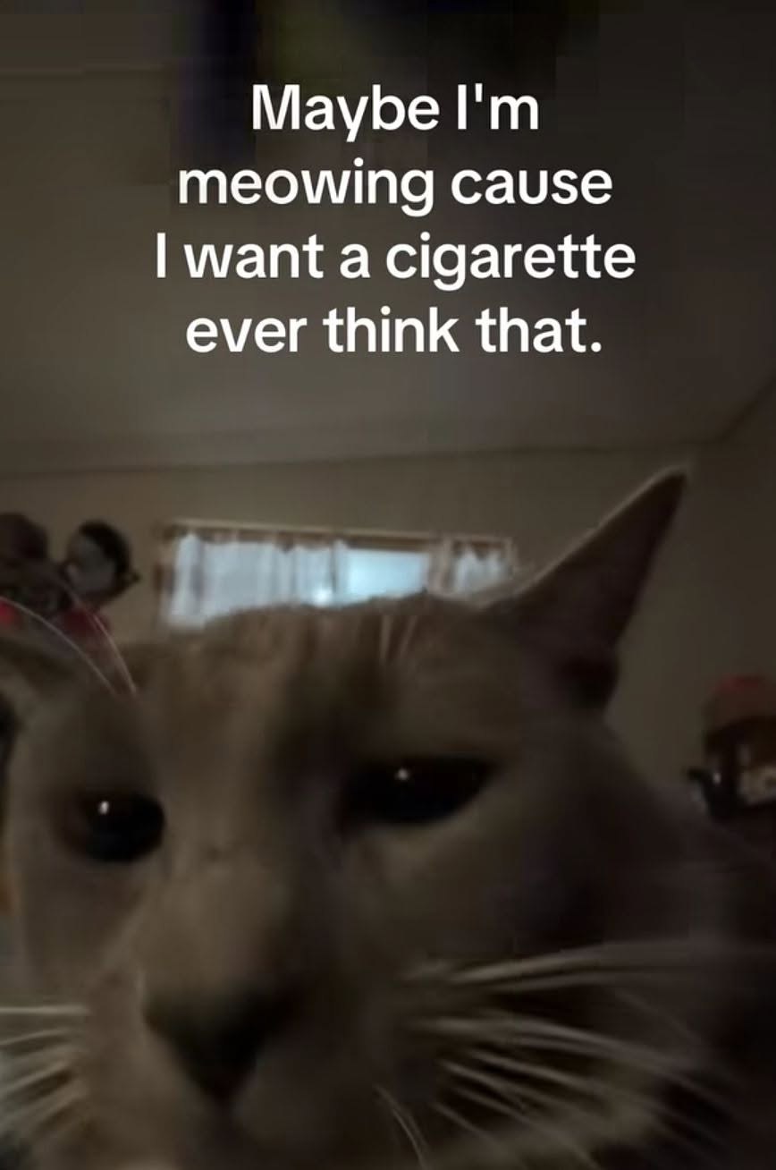 Маубе meowing cause want a cigarette ever think that.