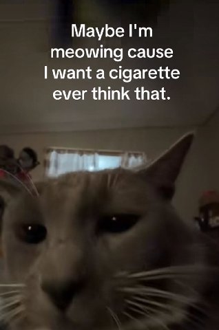 Маубе meowing cause want a cigarette ever think that.