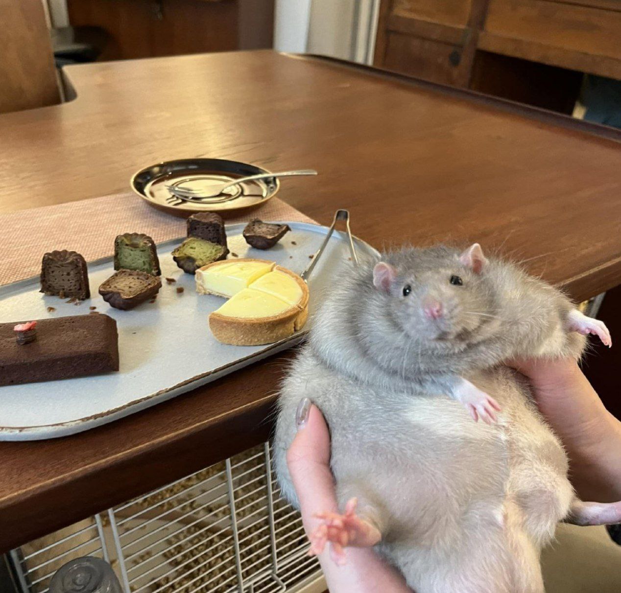 Fat fuck