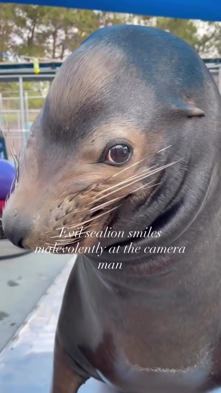 Led sealion smiles к. Evitsealion smiles matevolently at the camera