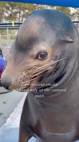 Led sealion smiles к. Evitsealion smiles matevolently at the camera