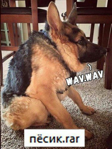 4 Я 4 war $7 песик.гаг