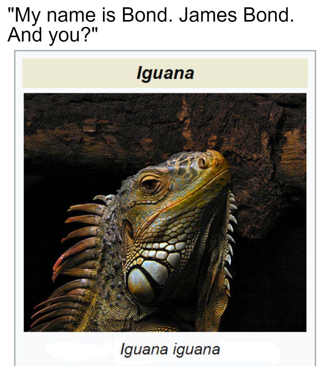name is Bond. James Bond. And you?" Iguana Iguana iguana