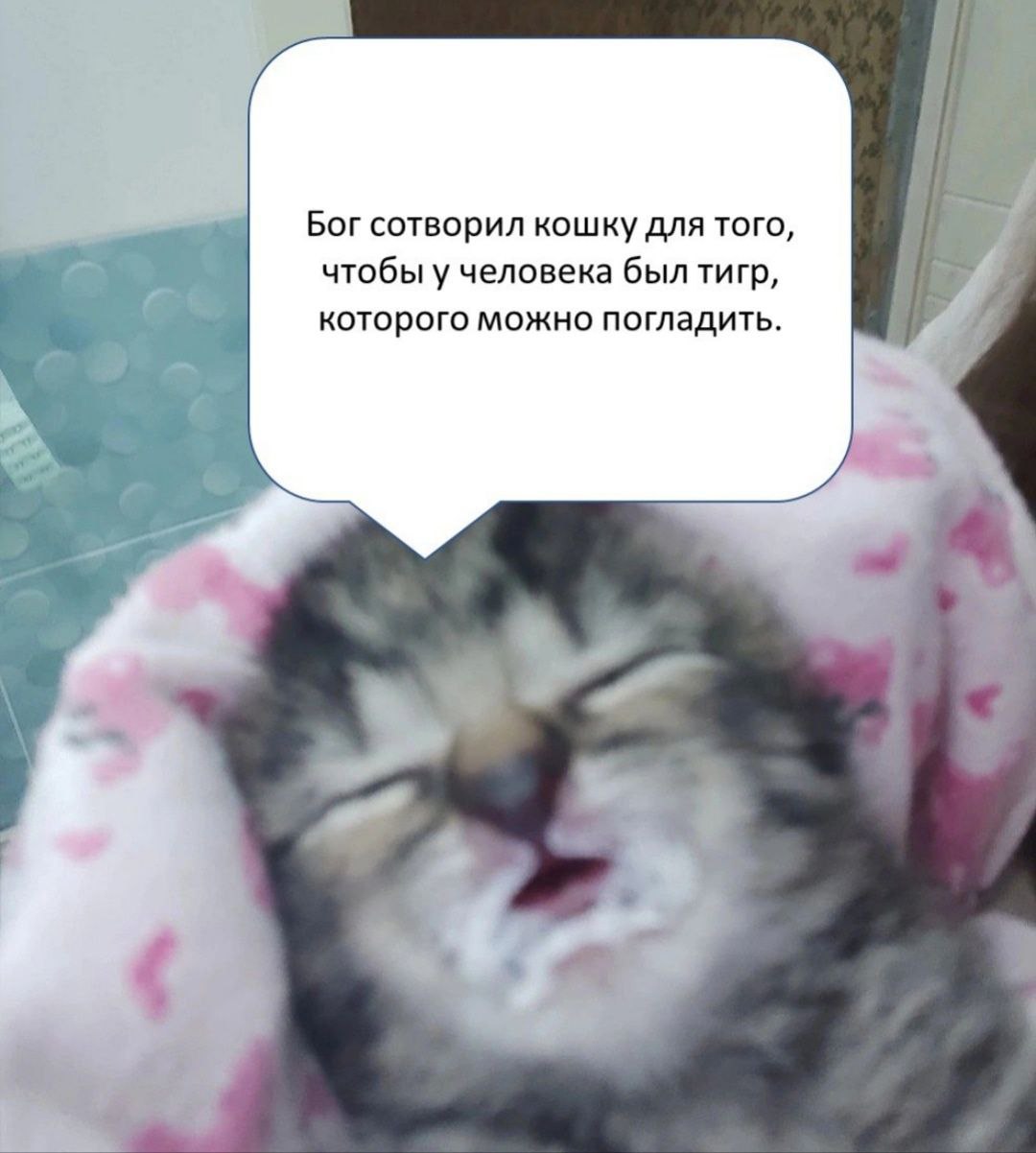 Bor сотворил кошку для того, чтобы у человека был тигр, которого можно погладить.