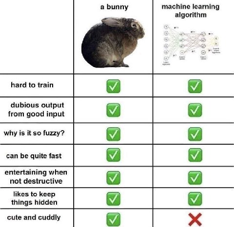a bunny machine learning algorithm to train dubious output from good input why is it so fuzzy? entertaining when not destructive likes to keep things hidden cute and cuddly