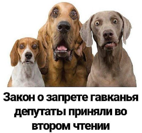 7 Закон запрете гавканья депутаты приняли во втором чтении
