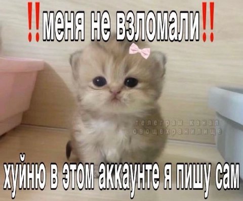 👤 Пельмешек
