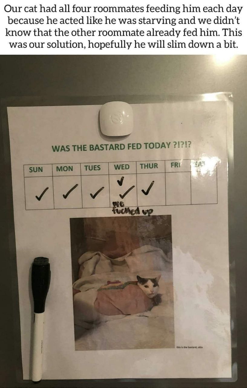 Our cat had all four roommates feeding him each day because he acted like he was starving and we didn't know that the other roommate already fed him. This was our solution, hopefully he will slim down