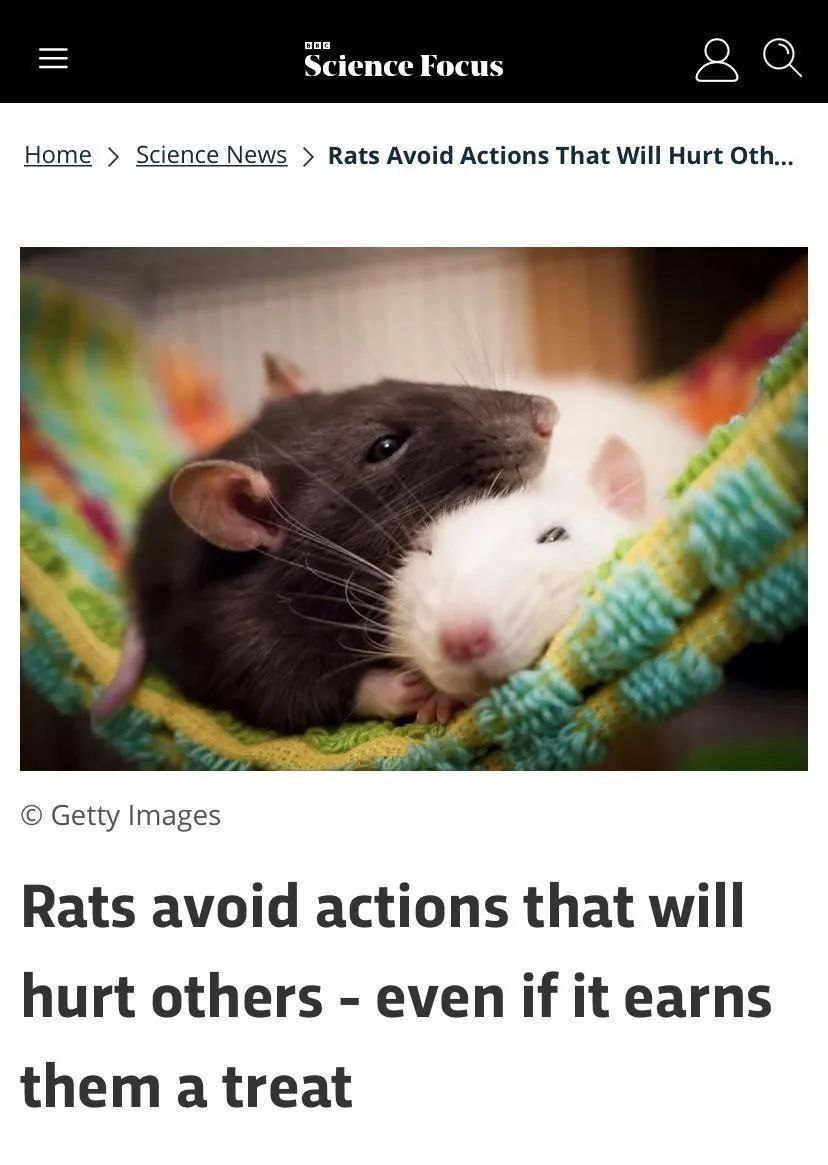 Home Science News Rats Avoid Actions That Will Hurt Oth... a Getty Images Rats avoid actions that will hurt others even if it earns them а treat