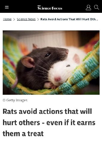 Home Science News Rats Avoid Actions That Will Hurt Oth... a Getty Images Rats avoid actions that will hurt others even if it earns them а treat