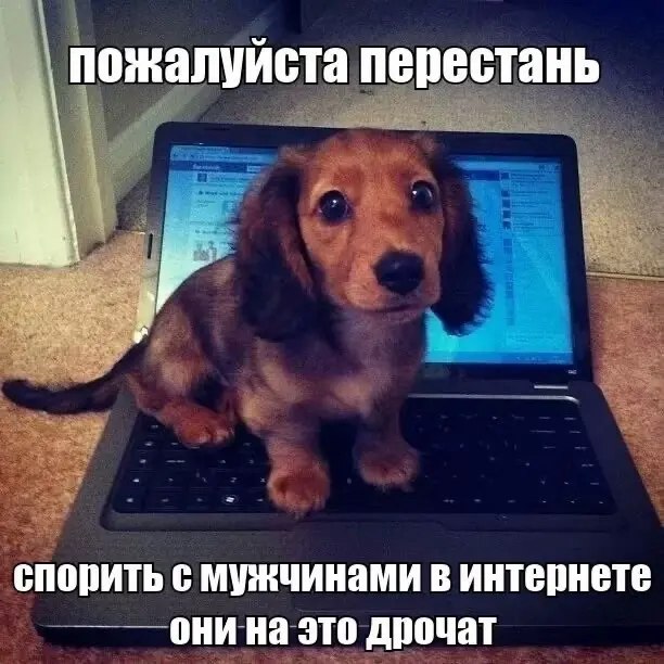 пожалуйста перестань спорить с мужчинами в интернете они это дрочат