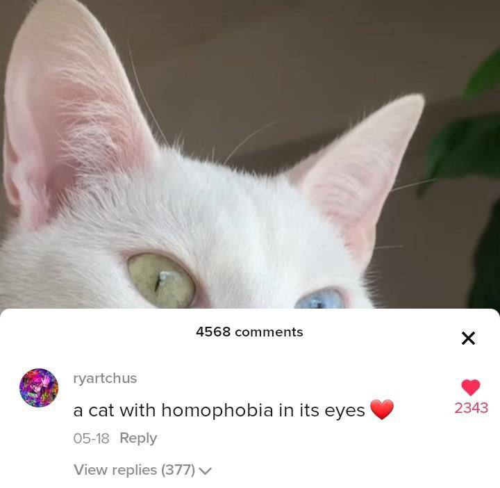 4568 comments ryartchus a cat with homophobia in its eyes 2343 05-18 Reply View replies (377)