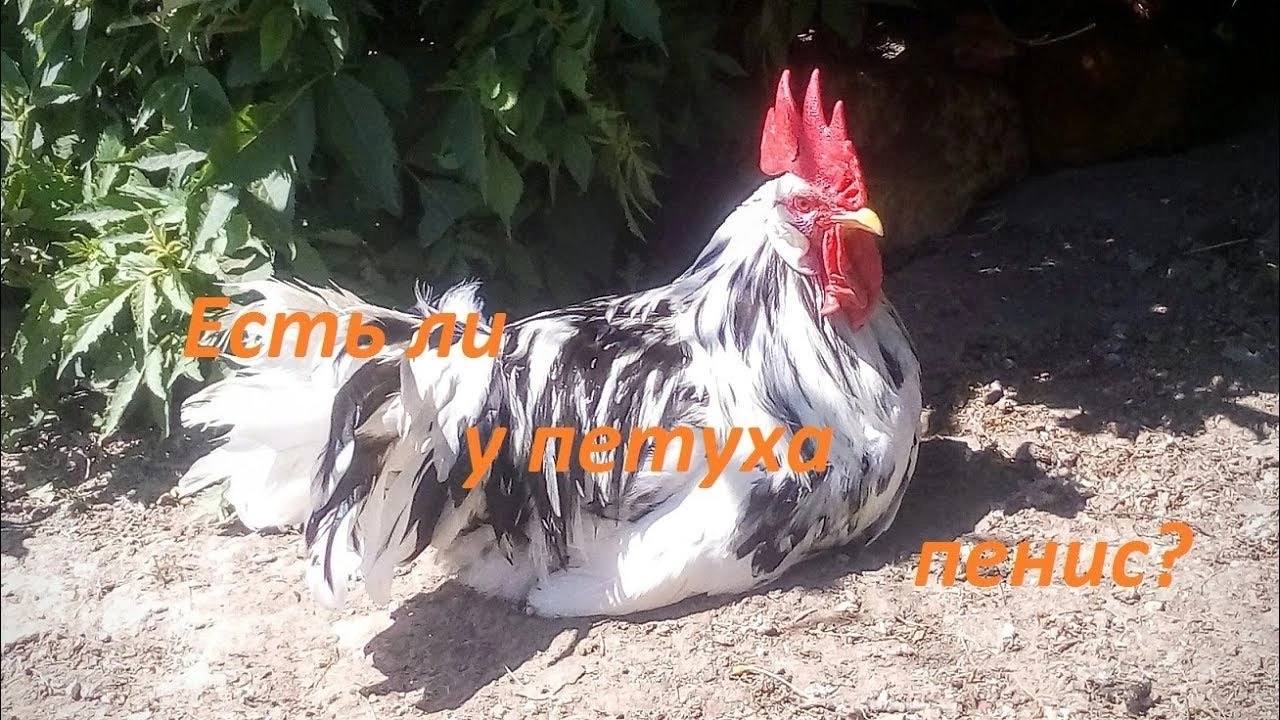 4 7 a Я 7 я SES a 4). 4 у К i в i/ 1 i 4 PAN A of A we 4 27” is SOE 4