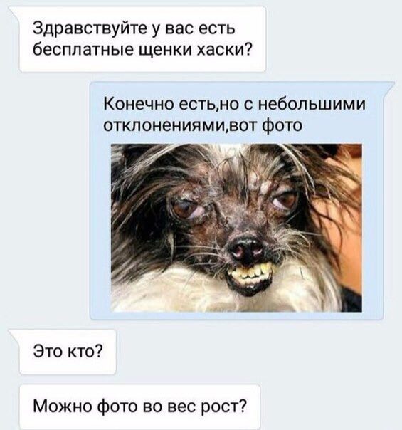 Здравствуйте у вас есть бесплатные щенки хаски? Конечно с небольшими отклонениями,вот фото Это кто? Можно фото во вес рост?
