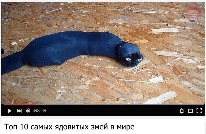 Топ 10 самых ядовитых змей в мире