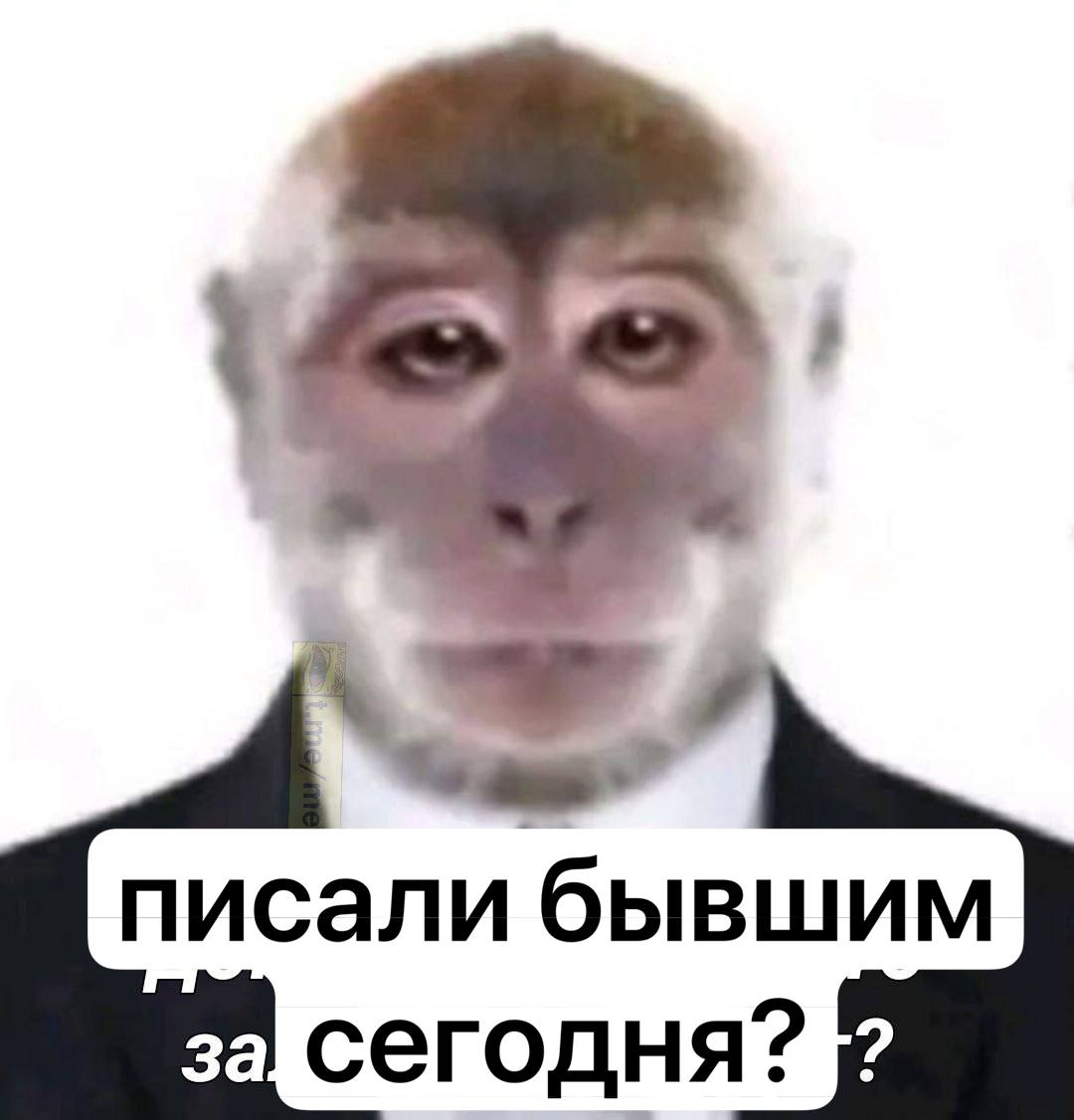 реальная бибизяна
