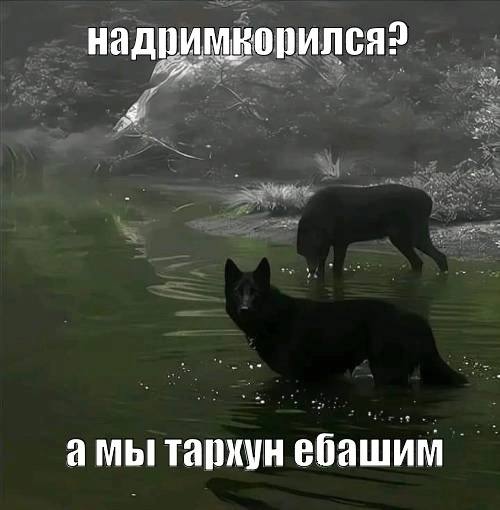 амы тархун ебашим