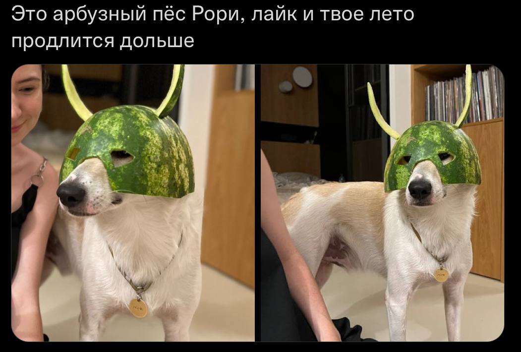Это арбузный пёс Рори, лайк и твое лето продлится дольше