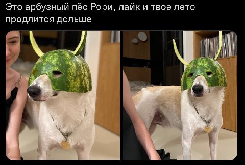 Это арбузный пёс Рори, лайк и твое лето продлится дольше