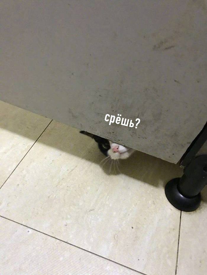 iy