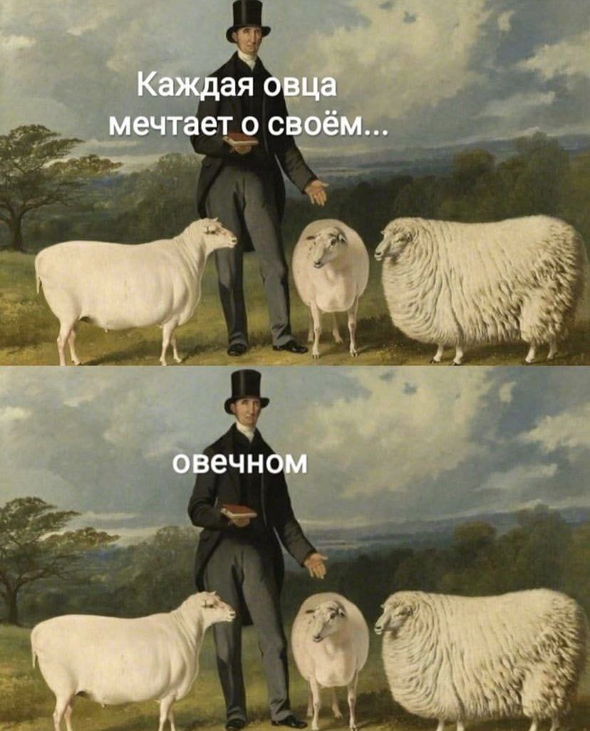 Каждая овца мечтает о своём овечном