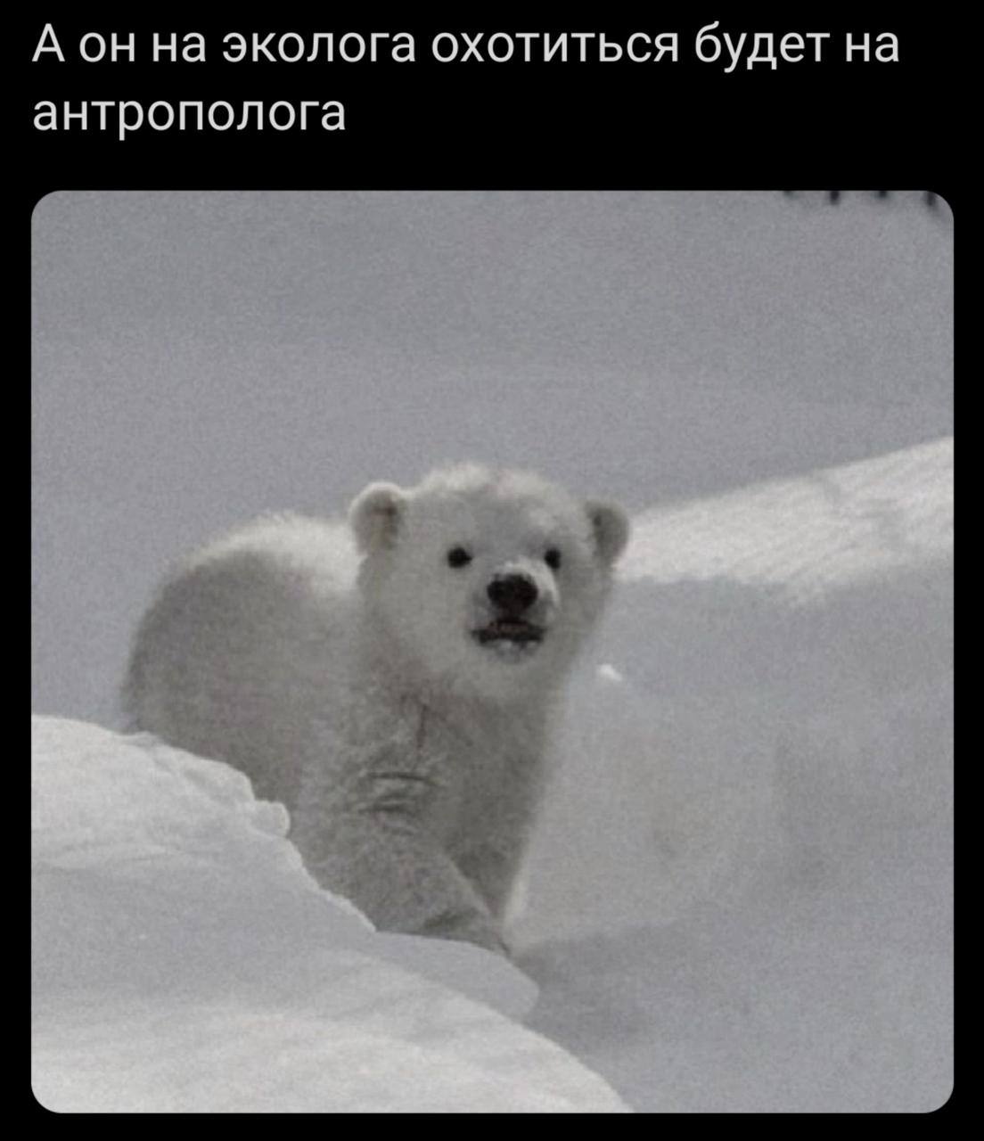 А он на эколога охотиться будет на антрополога