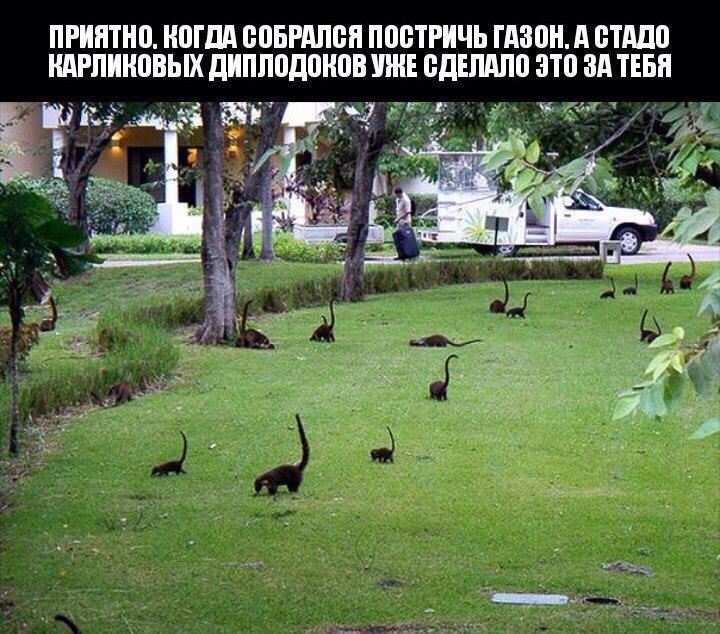 ПРИЯТНО, КОГДА СОБРАЛСЯ ПОСТРИЧЬ ГАЗОН. А СТАДО КАРЛИКОВЫХ ДИПЛОДОКОВ УЖЕ СДЕЛАЛО ЭТО ЗА ТЕБЯ в 1