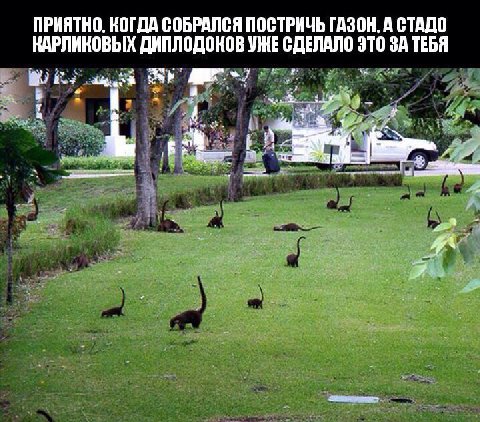 ПРИЯТНО, КОГДА СОБРАЛСЯ ПОСТРИЧЬ ГАЗОН. А СТАДО КАРЛИКОВЫХ ДИПЛОДОКОВ УЖЕ СДЕЛАЛО ЭТО ЗА ТЕБЯ в 1