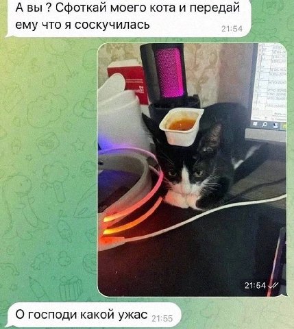 А вы Сфоткай моего кота и передай ему что я соскучилась О господи какой ужас