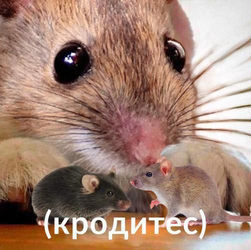 (кродитес)