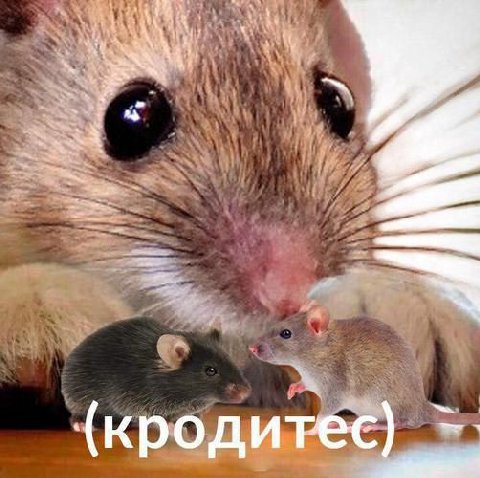 (кродитес)