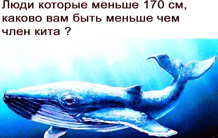 Люди которые меньше 170 каково вам быть меньше чем член кита