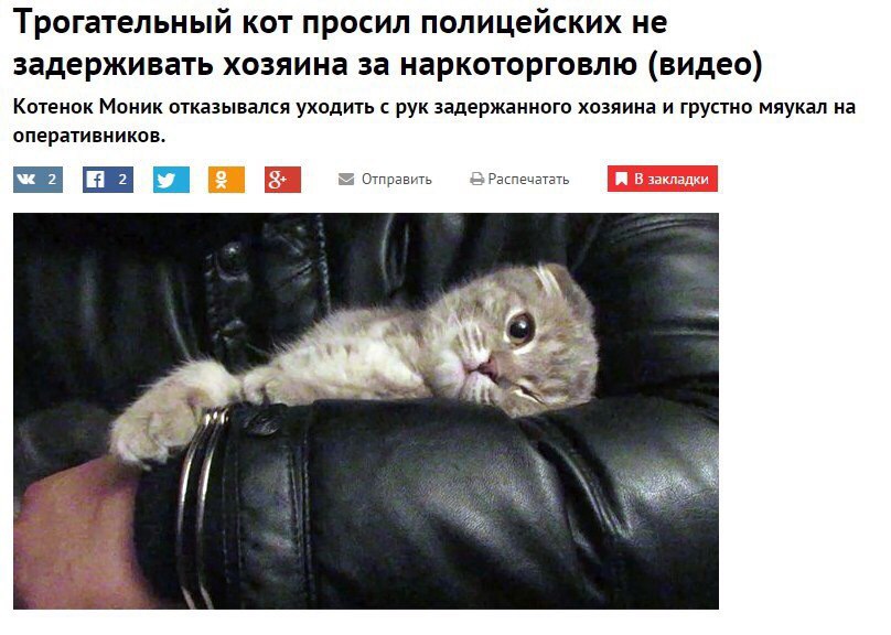 Трогательный кот просил полицейских не задерживать хозяина за наркоторговлю (видео) Котенок Моник отказывался уходить с рук задержанного хозяина и грустно мяукал на оперативников. Отправить Распечатат