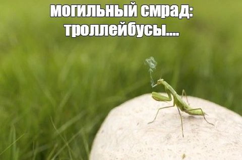 могильный смрад: